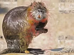 Schwergewichte III ... usb