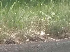 Sex und pornofilme amateur outdoor-handjobs