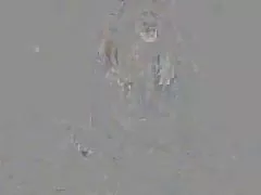 Chubby Frau gefickt auf hausgemachtes