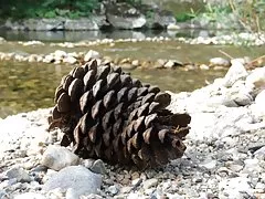 Amateur BBW Facesitting