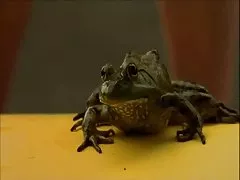 Reife ficken reife frauen Dame dyanna