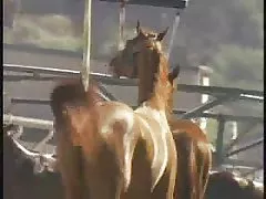 fuking die besten pornos 