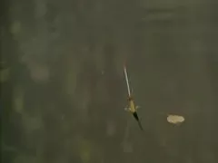 Nyomi kostenlose sexy videos luvs großen Schwanz in ihrem Arsch